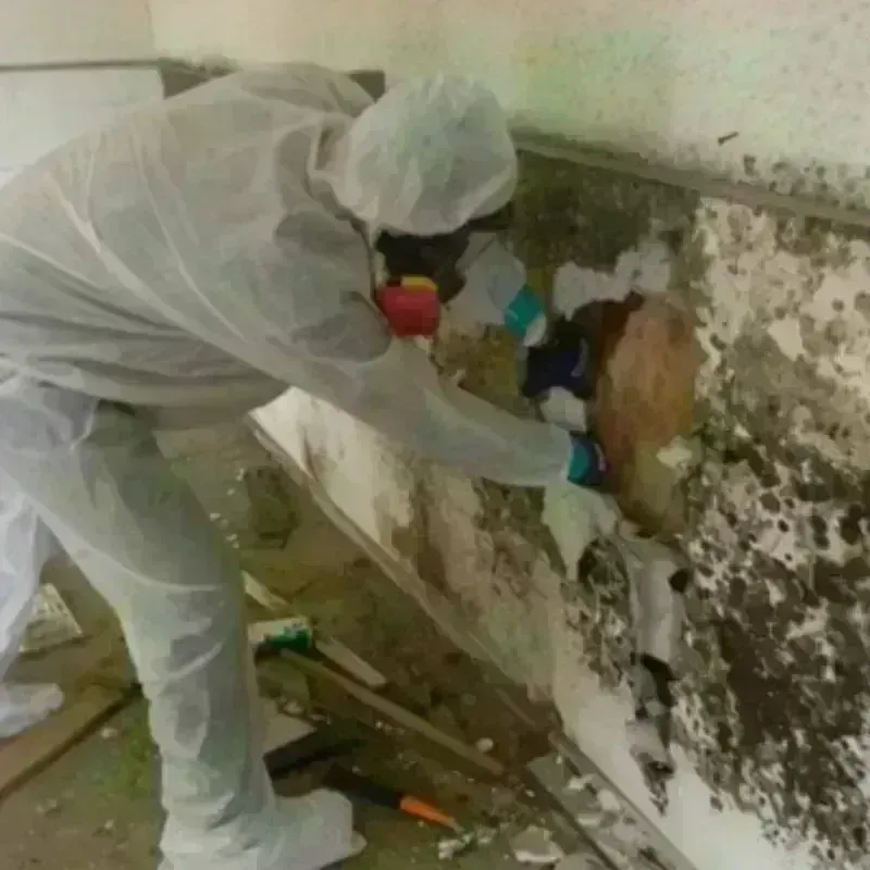 Mold Remediation and Removal in Fairfax, MN